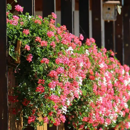 Lorenz Triberg im Schwarzwald